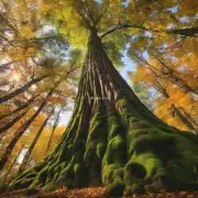 最常见的森林有哪些类型的树木？