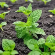 在生长期间如何使用有机肥料来促进薄荷叶绿素含量？