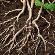 植物花根中是否含有某些成分可以被提取用于治疗疾病或制作香精料?