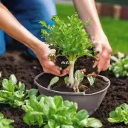 在生长季节里要定期给植物施肥吗?