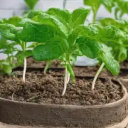我们如何在叶插中添加营养液来促进植物成长?