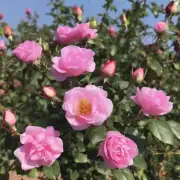 什么是云南玫瑰花的花蕾?如何采摘成熟的云南玫瑰花?