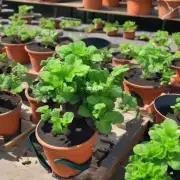 绿mbolic花盆有哪些材质可用于提高植物健康?