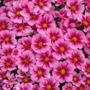 大花盆中常见的花瓣材料有哪些?