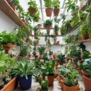什么类型的植物最适合在室内养护？