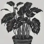 为什么有些植物会长出黑色的东西来防止水分蒸发太快？