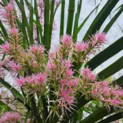 在夏威夷群岛上，夏威夷竹花是一种什么植物？