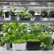 你认为哪种植物适合在室内种植以净化空气并增加氧气含量？