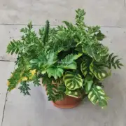 什么东西是植物？