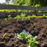 如何保持土壤湿润并避免根部积水？