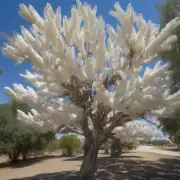 如果要将一个不同的品种作为砧木来嫁接在白蜡树上，需要考虑哪些方面的因素呢？