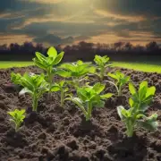 "九里香"是指一种植物吗？如果是的话，它通常需要什么样的土壤和光照条件来生长健康呢？