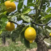有哪些常见的病害可能对盆栽柠檬树造成损害吗？如果发现了这些疾病，该如何应对它们？