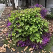 紫叶李是常绿灌木还是落叶乔木？