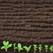 它的种植需要什么样的土壤条件吗？