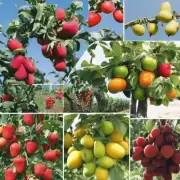 在你的地区有哪些适宜种植水果的盆栽品种选择？