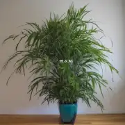 如果有的话
 这种植物有多高或宽？
