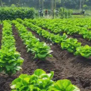 如何进行种植和养护工作以确保植株健康成长呢？