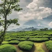 你知道茶叶何时开始种植吗？