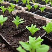 如何选择适合生长的大岩桐种子或幼苗？它们有哪些特征可以帮助你判断是否合适用于你的花园或者庭院呢？
