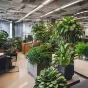 为什么有些人喜欢在办公室摆放一些植物或盆栽？