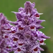 有哪些种不同的颜色可以得到斑点兰花吗？