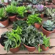 为什么有人会喜欢这些植物？