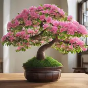 如果你把金钱树放在室内的话，它通常会在什么时候开花呢？