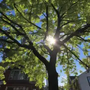 栾树对光照的需求是多少？