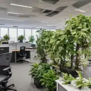 在办公室里放置什么样的植物最适合？