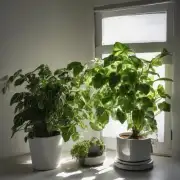 如何确保你的室内盆栽在冬天得到足够的阳光照射以保持健康状态？