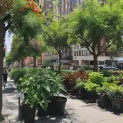 在城市里种植什么样的植物最适合？