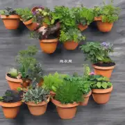 我能将植物种植在花盆中吗？