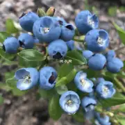问蓝莓花是什么？