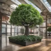 如果你打算将你的米兰移植到一个新地方你需要考虑哪些因素来确保它能够成功地长成一棵健康的大树？