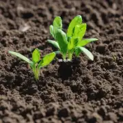 在植物生长期间施加有机肥可以提高土壤中的氮磷和钾含量吗？