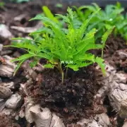 你认为最好用的盆栽植物专用泥炭藓是什么样的？为什么它能成为最好的选项？