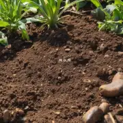 你觉得野生万代兰适合什么样的土壤类型来进行培养和栽植？