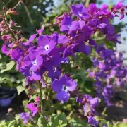 你认为为什么春天是最佳时期种植紫色花卉植物如紫藤花时选择使用有机肥料的原因是什么？