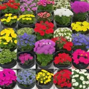 哪些因素会影响花卉在花盆中的健康成长和寿命延长？