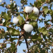 为什么中美木棉被称为发财树呢？