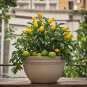 什么是盆栽柠檬？