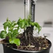 扦插后多久可以开始观察植株的成长情况？