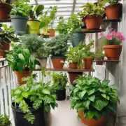 哪些盆栽观花植物比较适合放在室内进行观赏或者放置于室外阳台等阳光充足的地方进行栽培？