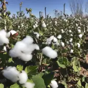 为什么吹棉蚧会对这些植物造成损害？