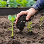 当植物发芽时应施加肥料吗？如果有什么类型的肥料适合给它们使用？