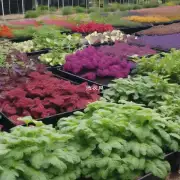 哪些植物对特定颜色土壤比较敏感或不耐受性高？有哪些方法可以改善它们在不同色系中的表现呢？