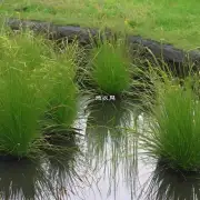 镜像草是否可以在家中自行繁殖?