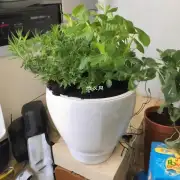 那你有没有什么建议来帮助我种植这些植物呢?