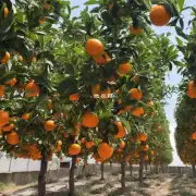 为什么盆栽橘子树的生长速度会变慢或停止增长了呢?